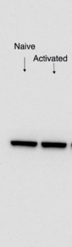 EIF3C Antibody, Novus Biologicals 0.1mL; Unlabeled:Antibodies, Polyclonal